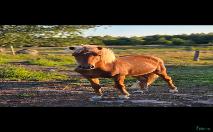  hästar Snäll kille i Ankarsrum - Annons 11