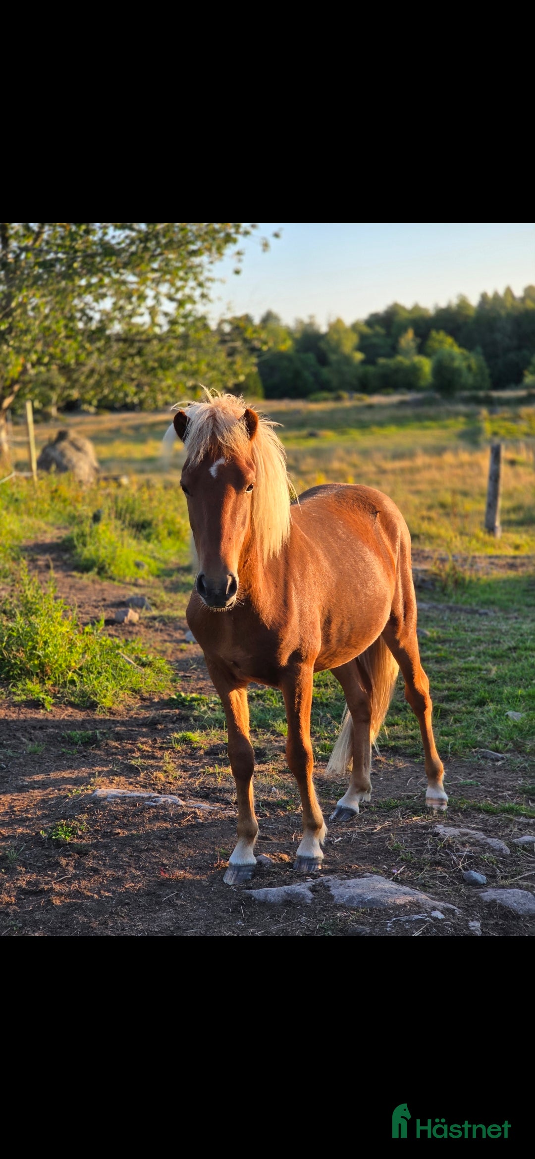 Island hästar till salu: Snäll kille i Ankarsrum - Annons 1