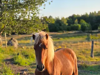hästar Snäll kille i Ankarsrum - Annons 21