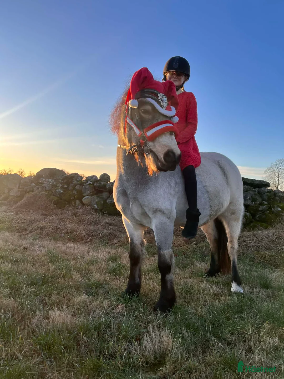 Allround hästar till salu: Pigg valack Russ/Welsh i Ljungby - Annons 9