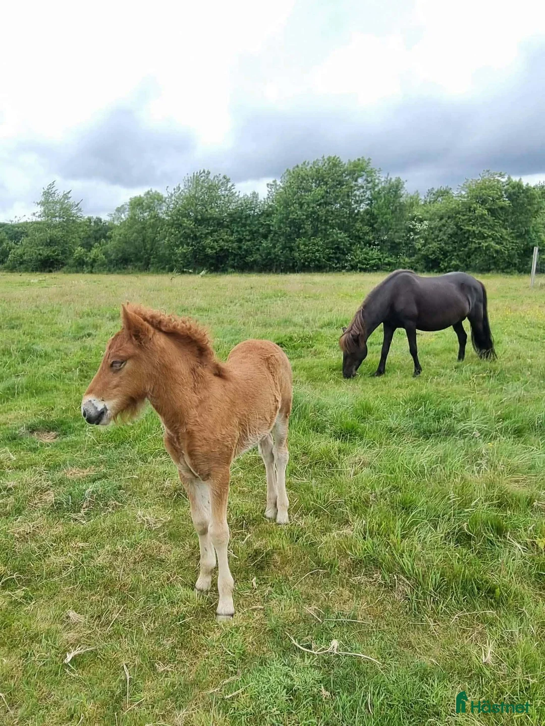 Island hästar till salu: Lovande hingst ämne  - Annons 4