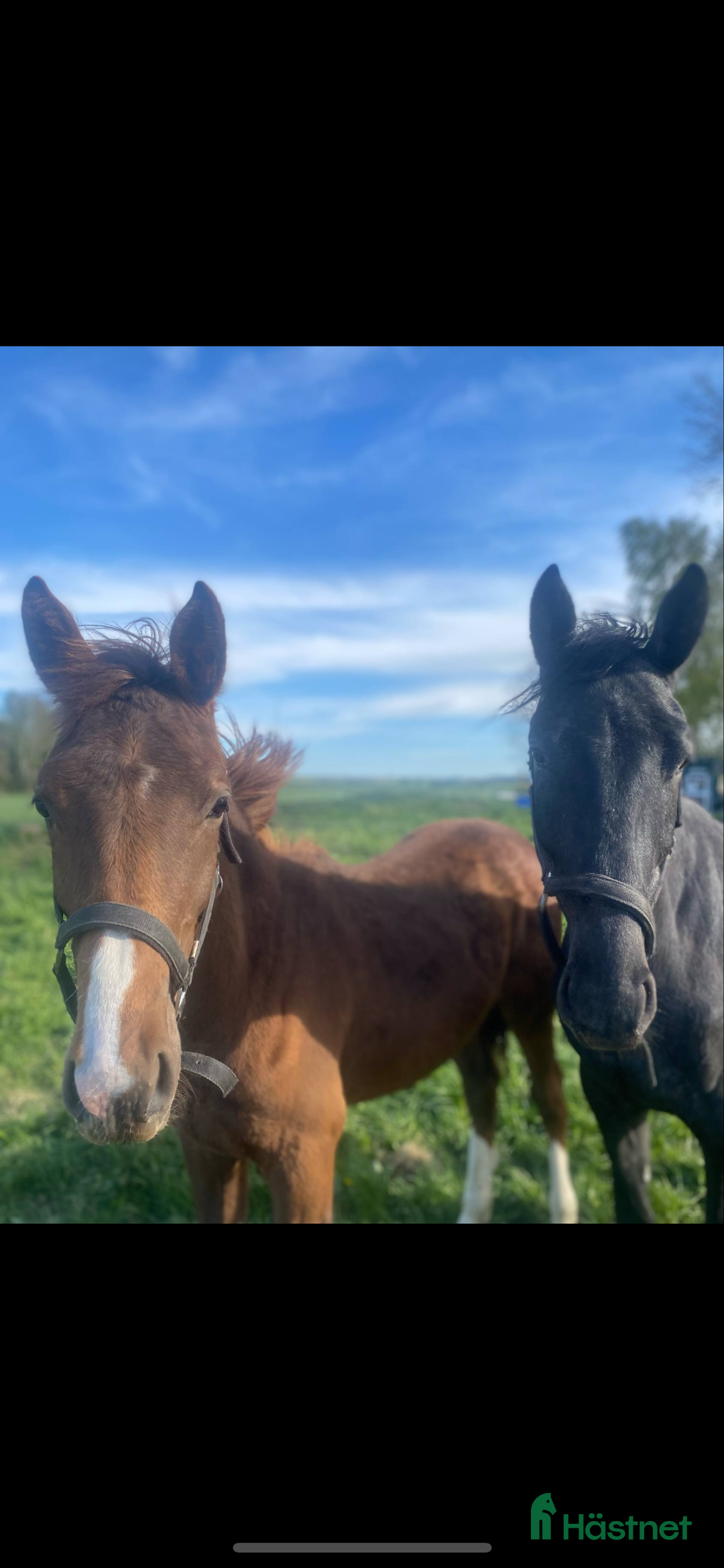 Hoppning hästar till salu: Trevlig kastrerad Åring  i Vikingstad - Annons 6