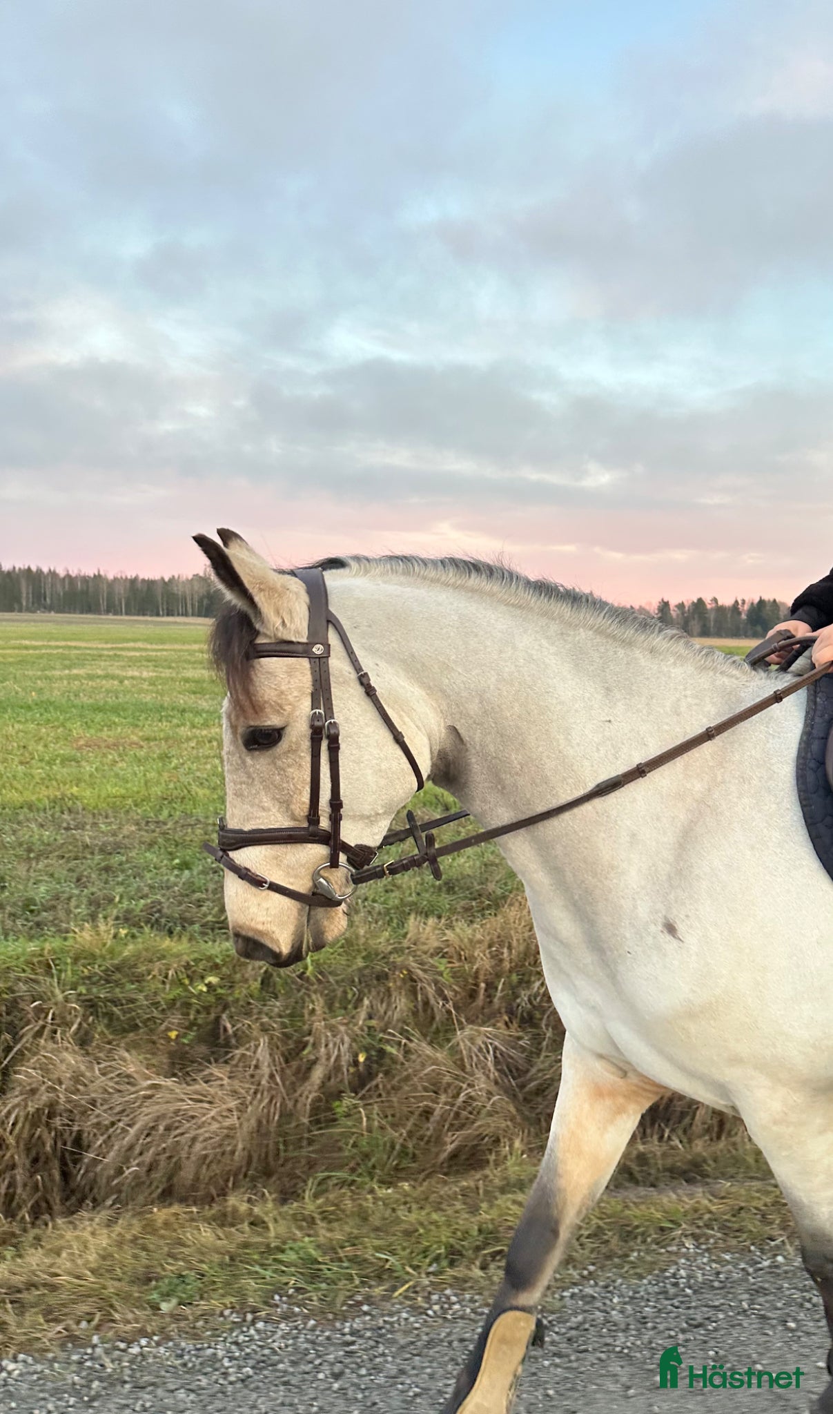  hästar 5 åring med potential  - Annons 4