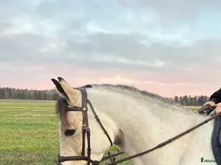 hästar 5 åring med potential - Annons 4