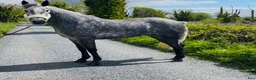 Allround hästar till salu: Selection of Connemara ponies  - Annons 6