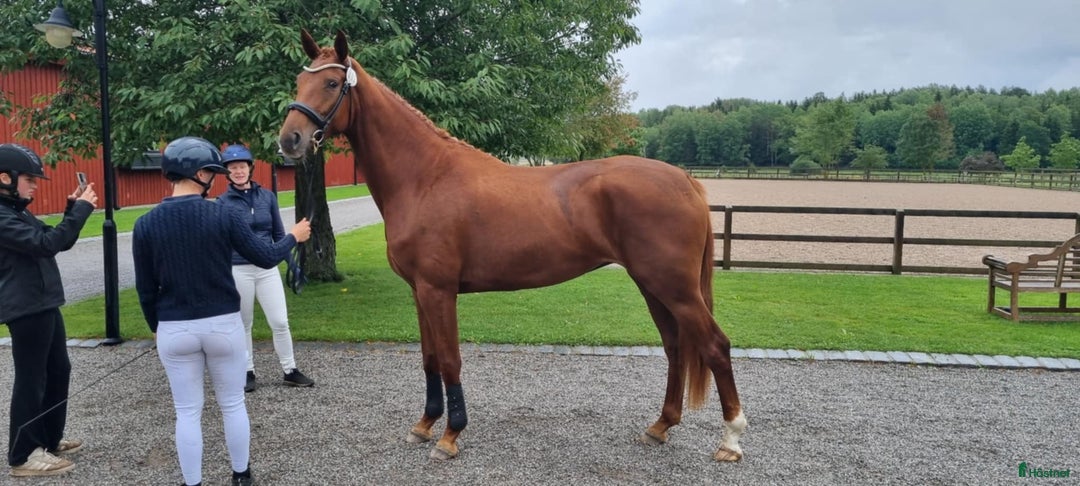 Dressyr hästar till salu: Snäll & lovande dressyrhäst Diplomsto i Tobo - Annons 3