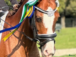 Dressyr hästar till salu: Underbar ponny!✨ i Staffanstorp - Annons 1