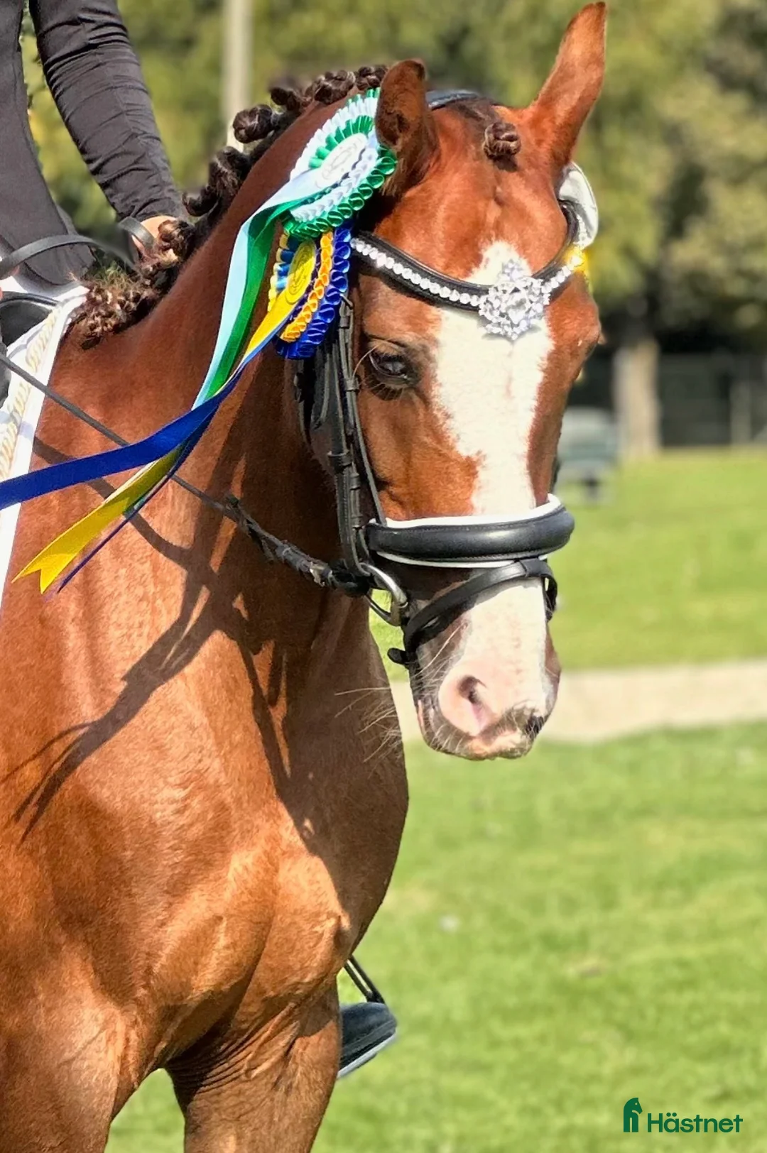 Dressyr hästar till salu: Underbar ponny!✨ - Annons 1