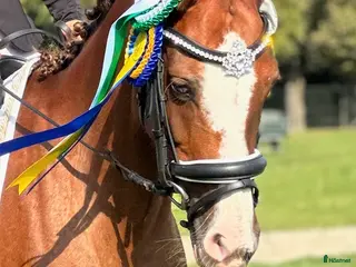 hästar Underbar ponny!✨ - Annons 5