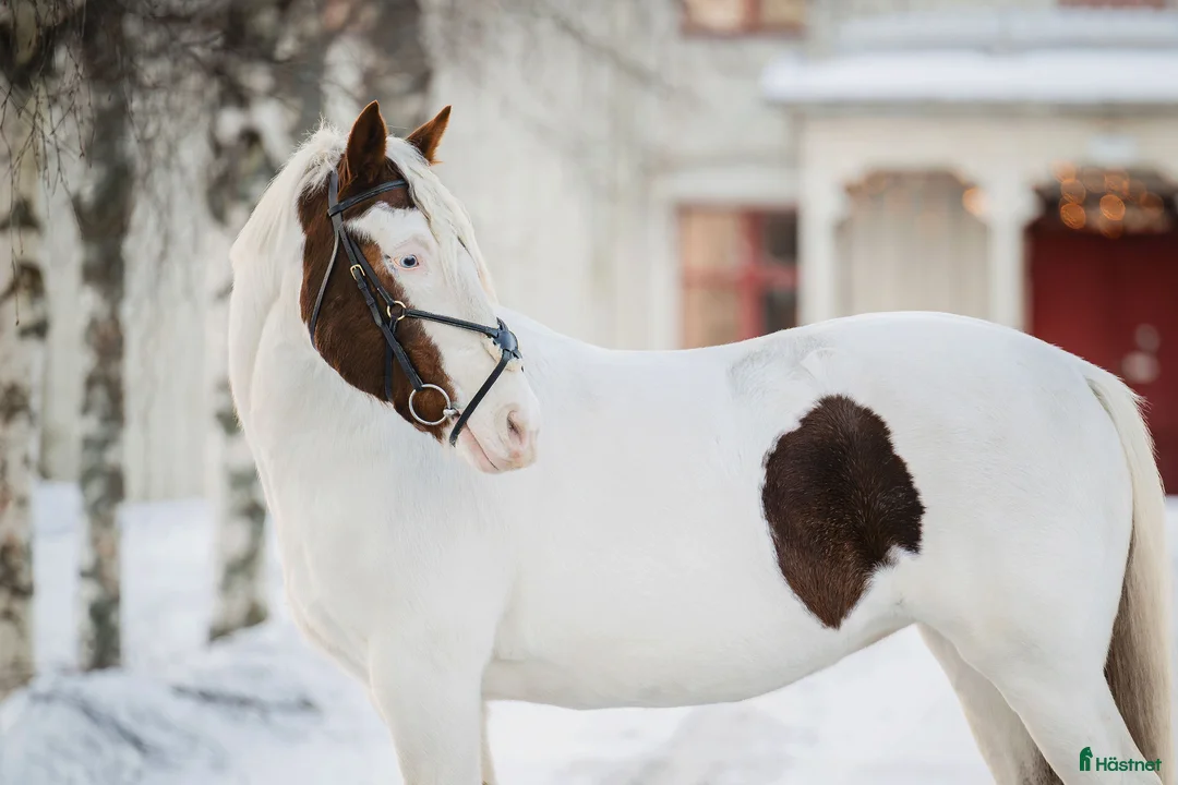 Allround hästar till salu: Söt maxad C-ponny  i Kalix - Annons 3