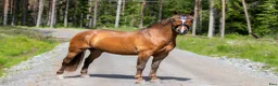 Allround hästar till salu: Allroundhäst av mindre modell - Annons 8