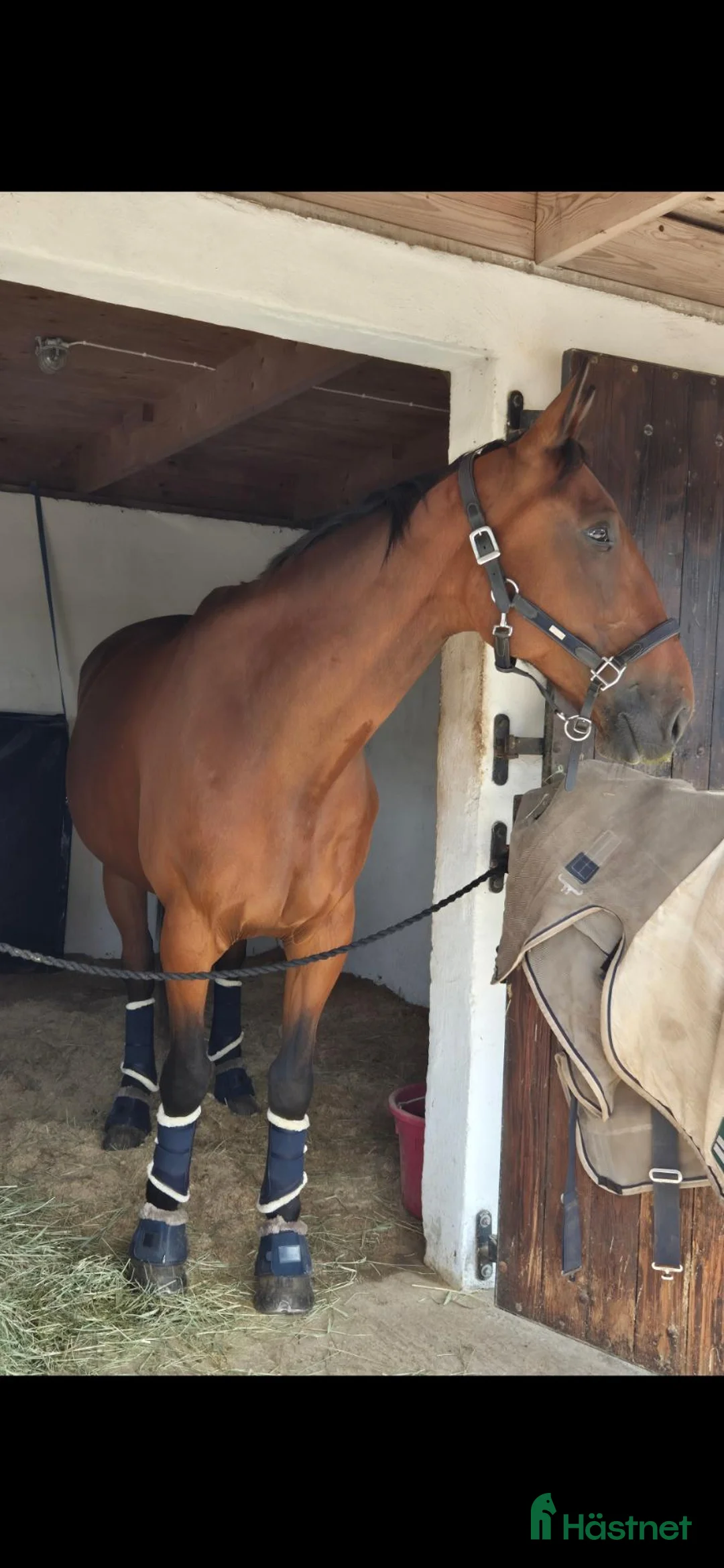  medryttarhäst finnes: Söker medryttare/skötare utanför Hjärnarp 🐴 i Ängelholm - Annons 1