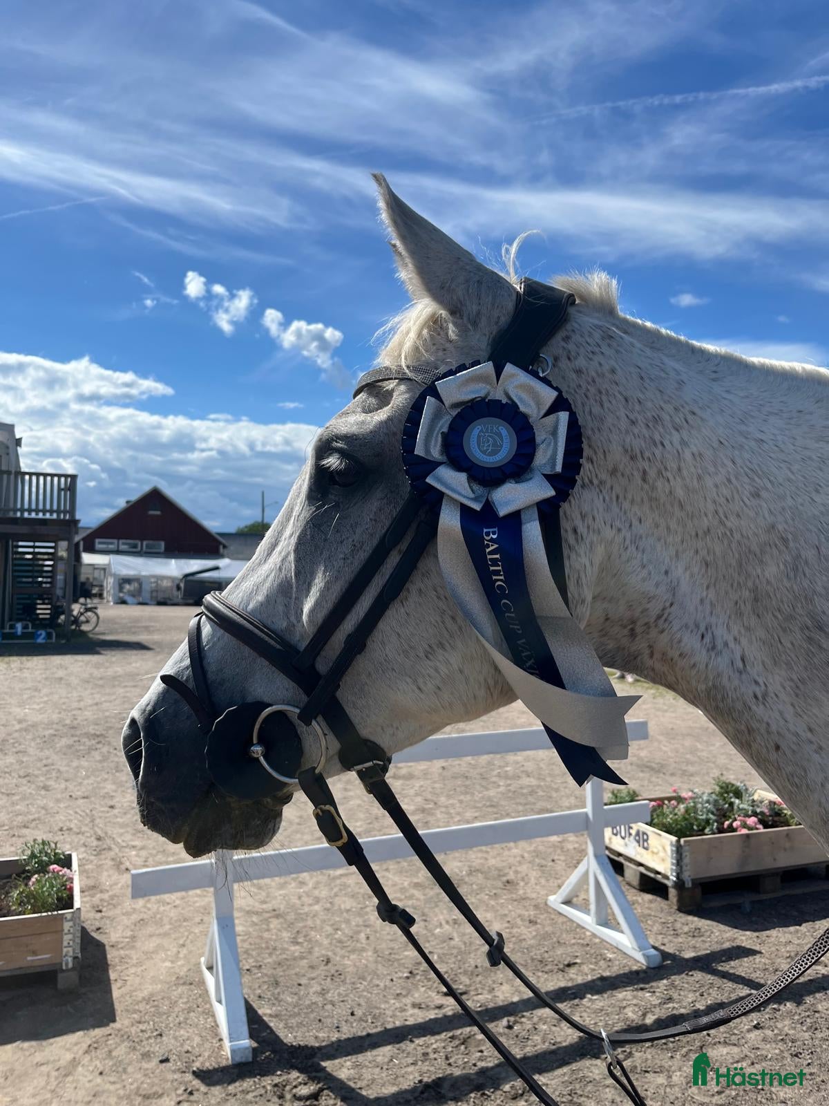  hästar Stabil och erfaren läromästare i hoppning i Värnamo - Annons 5