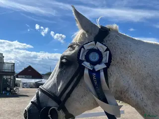 hästar Stabil och erfaren läromästare i hoppning i Värnamo - Annons 15