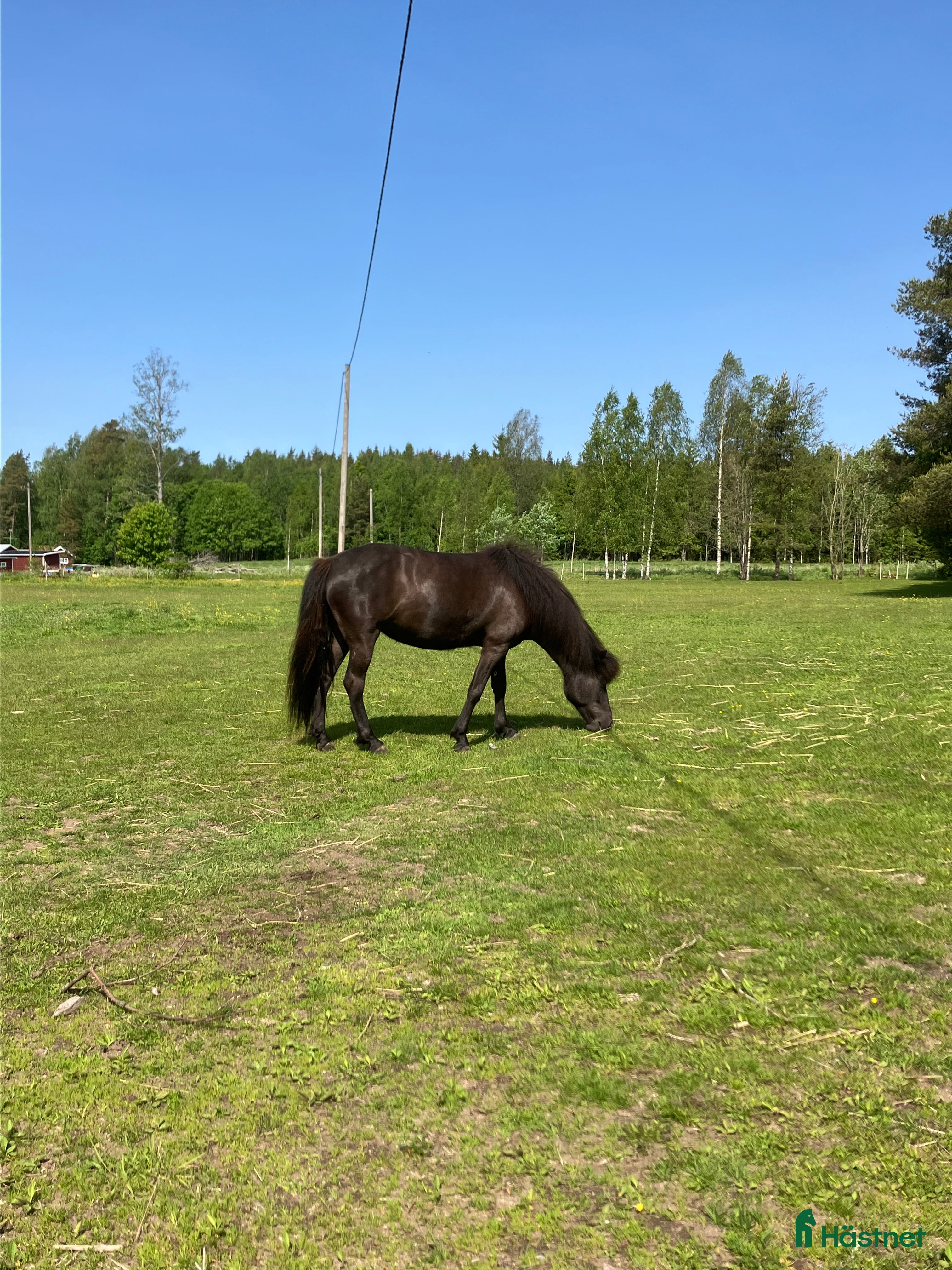  hästar Sto född 2020 i Karlskoga - Annons 9