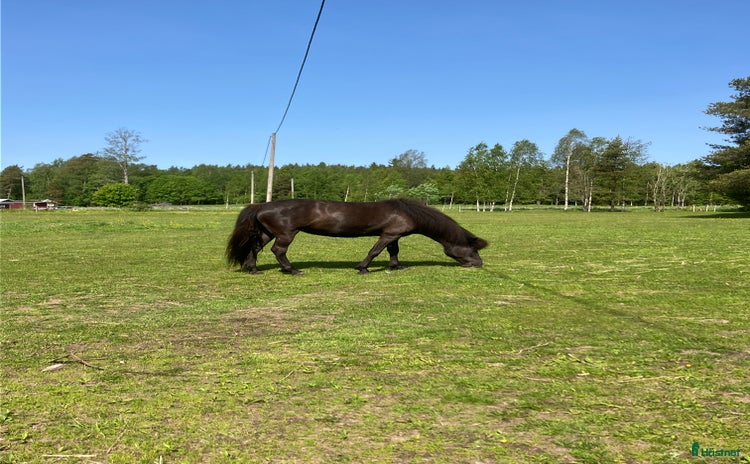  hästar Sto född 2020 i Karlskoga - Annons 7