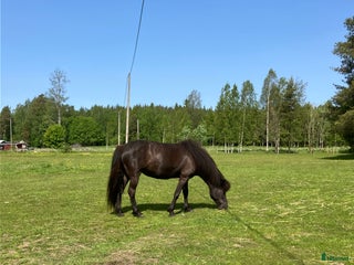 hästar Sto född 2020 i Karlskoga - Annons 10