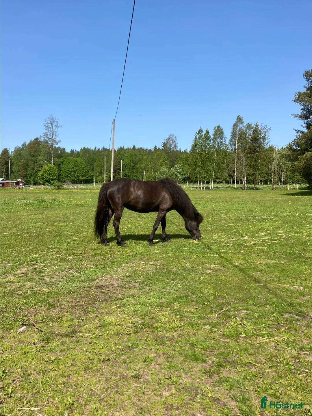 Island hästar till salu: Sto född 2020 - Annons 1