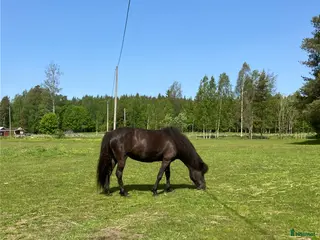 hästar Sto född 2020 - Annons 12