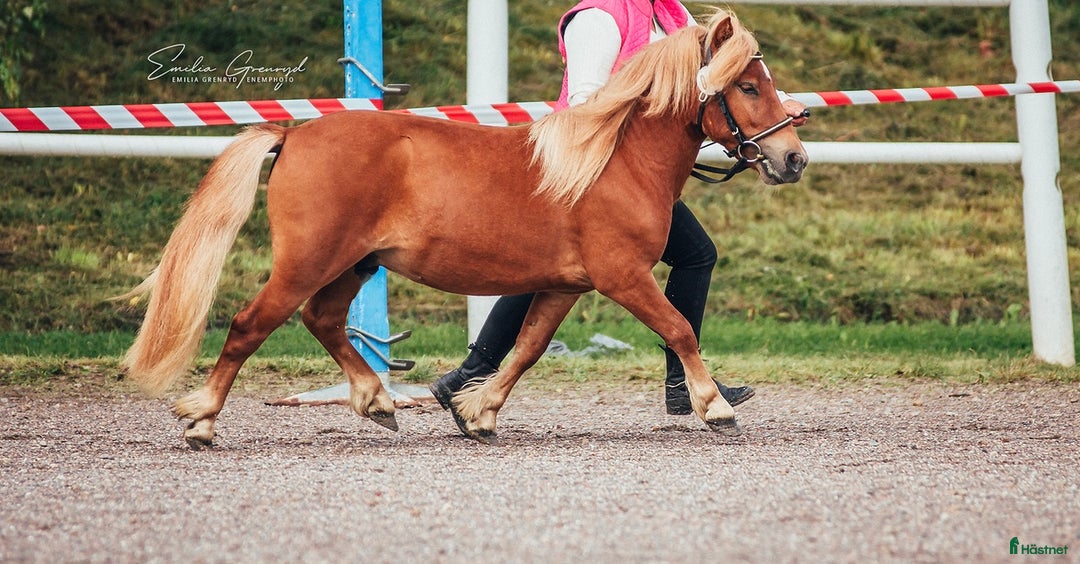 Trav hästar till salu: 2 års hingst  i Hallsberg - Annons 3