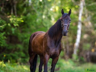 hästar Snäll valack söker nytt hem som licenshäst/ridhäst i Hudiksvall - Annons 15