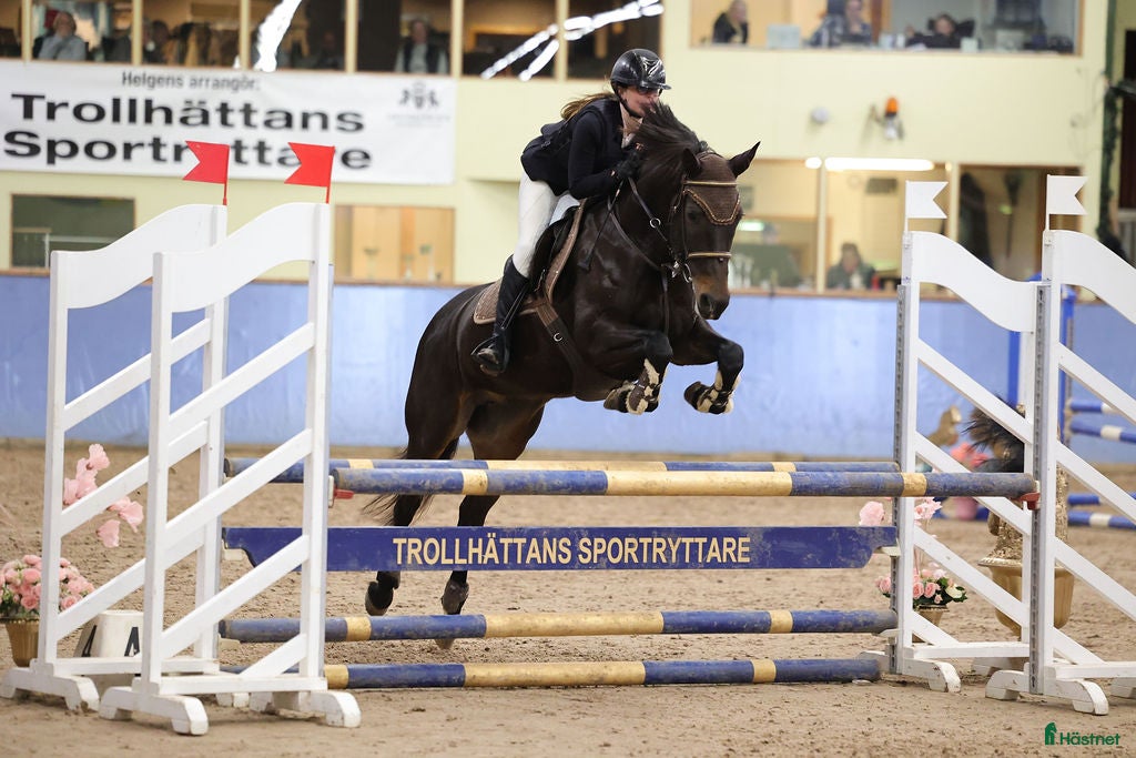 Hoppning hästar till salu: Svensk ridponny e.Converse All Star - Annons 1