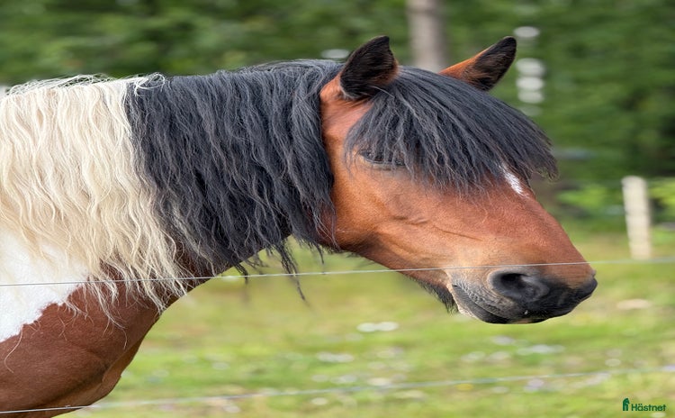  hästar Tryggt och kärleksfullt sto  i Veddige - Annons 1