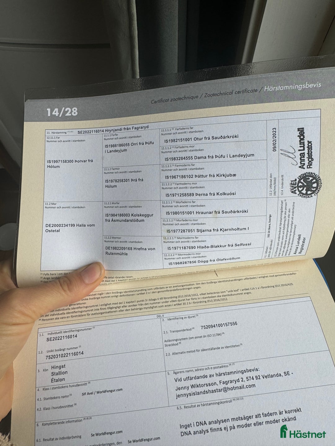 Island hästar till salu: Världens mysigaste 3 åring - en klok herre i Alvesta - Annons 6