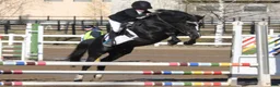Hoppning hästar till salu: New Forest pony stallion, Horshaka Mighty Don - Annons 10