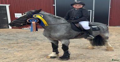  hästar i Sigtuna - Annons 16