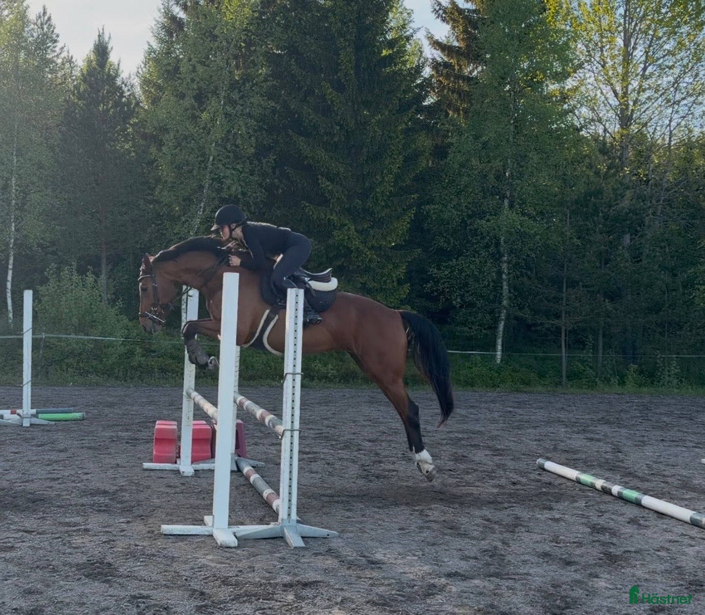  hästar Fint sto för framtiden!  - Annons 2