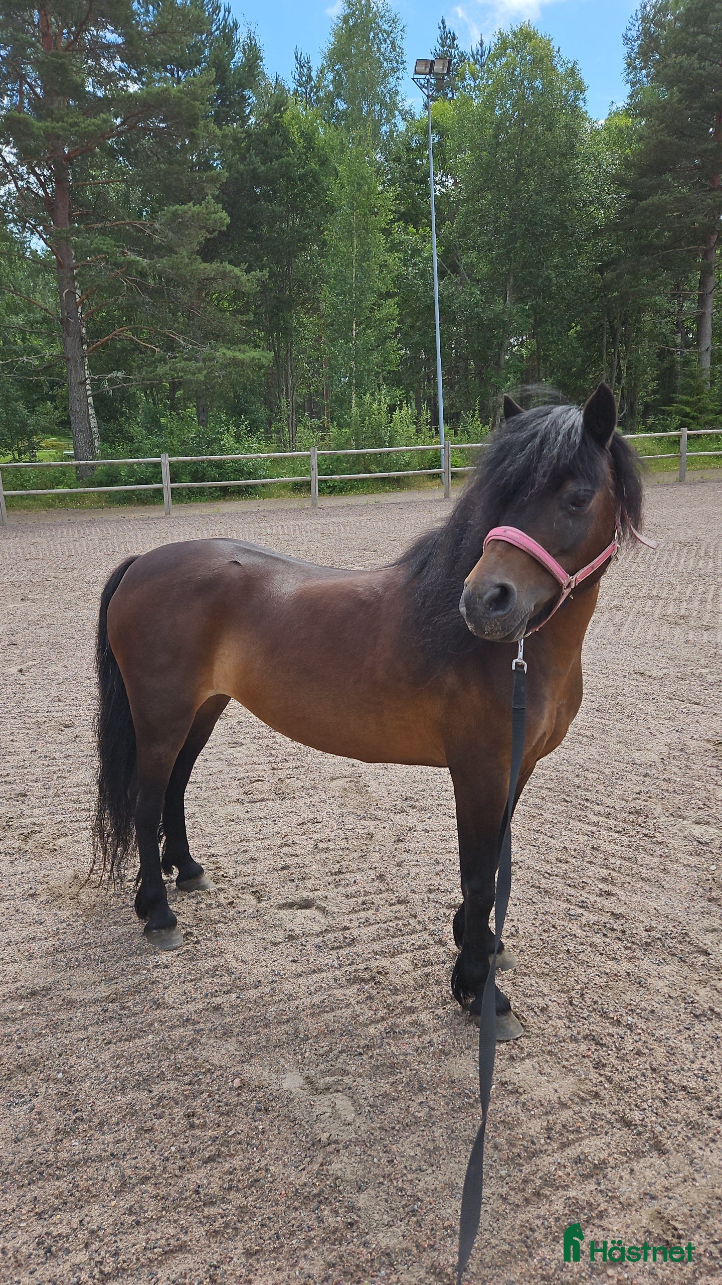  hästar Sällskap i Vretstorp - Annons 6