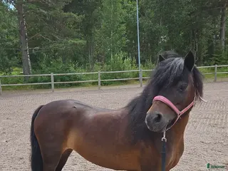 hästar Sällskap i Vretstorp - Annons 6