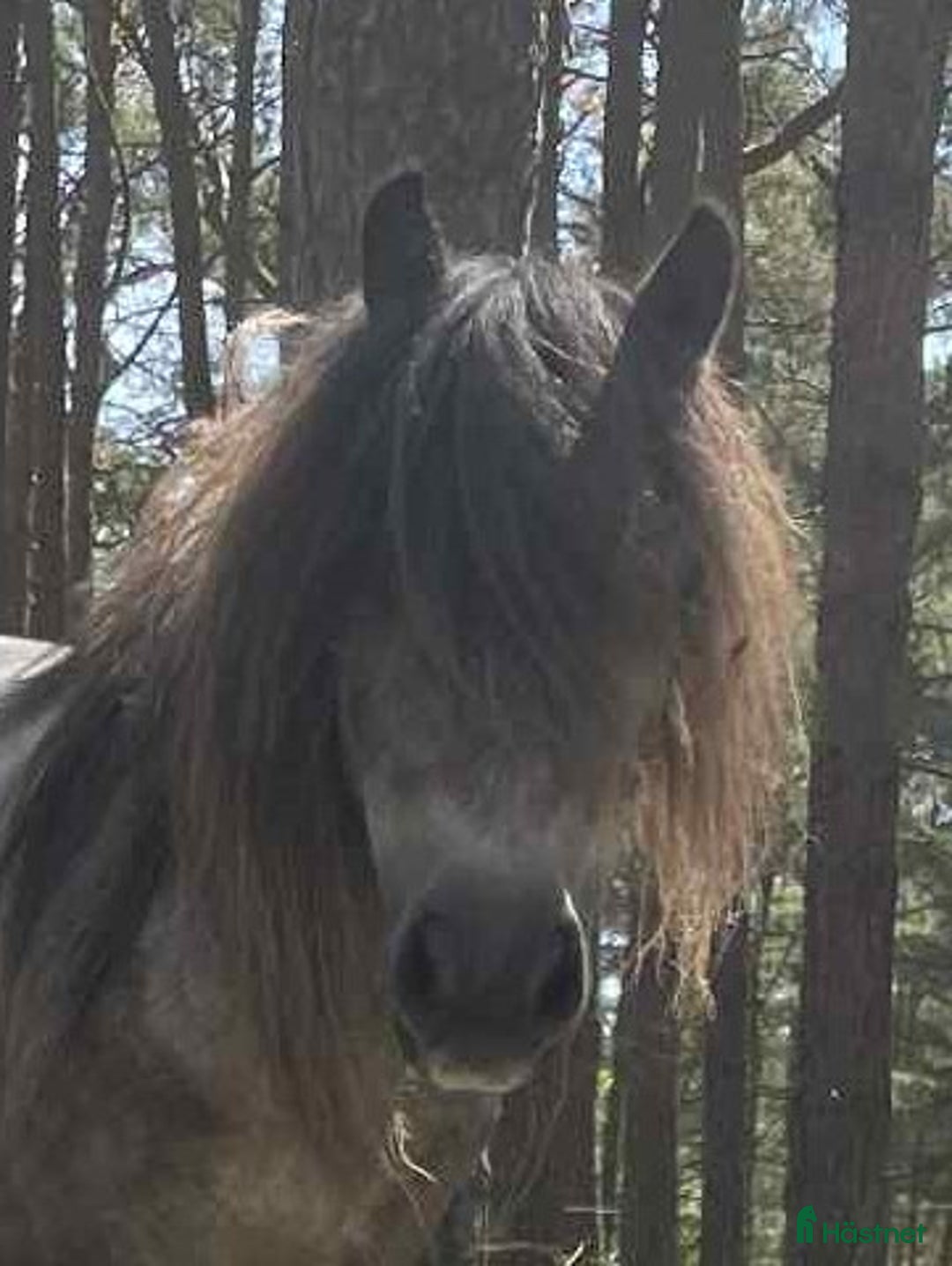 Allround hästar till salu: FANTASTISKT SÖTA OCH SNÄLLA i Sölvesborg - Annons 3