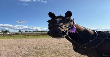  hästar i Strömstad - Annons 4