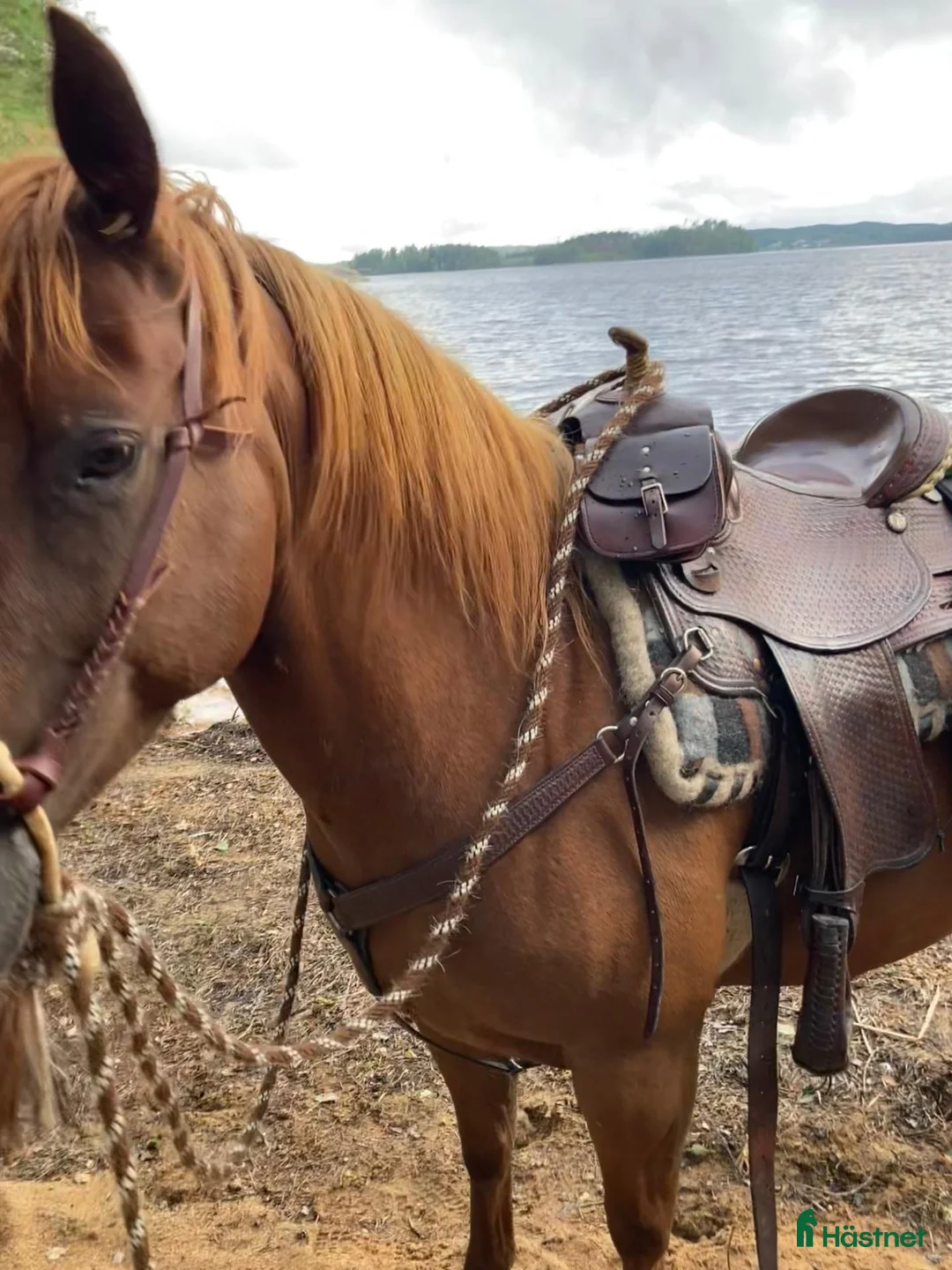 Western hästar till salu: Cowhorse/ bästa kompis i Veddige - Annons 5