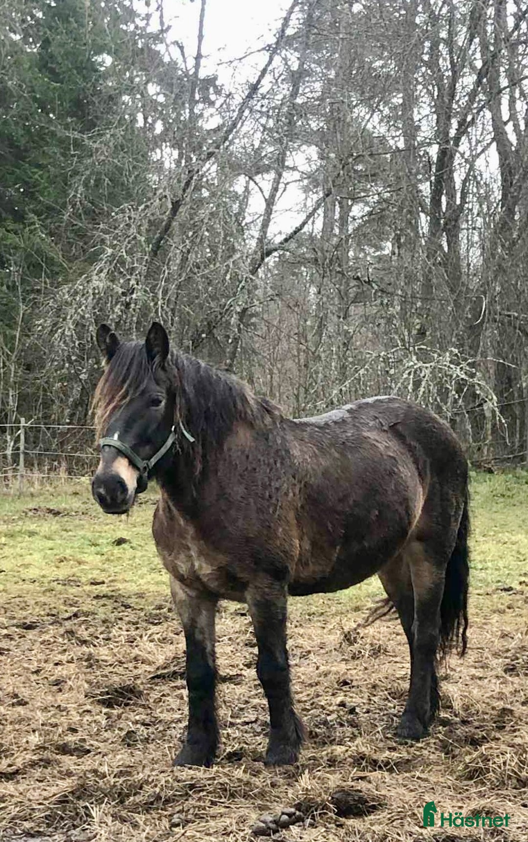 Allround hästar till salu: Mycket trevligt inridet sto söker sista hem i Borlänge - Annons 2