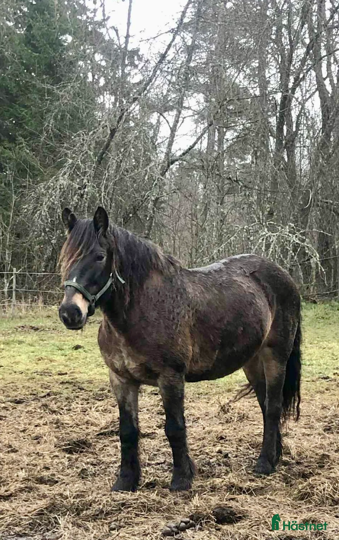 Allround hästar till salu: Mycket trevligt inridet sto söker sista hem - Annons 3