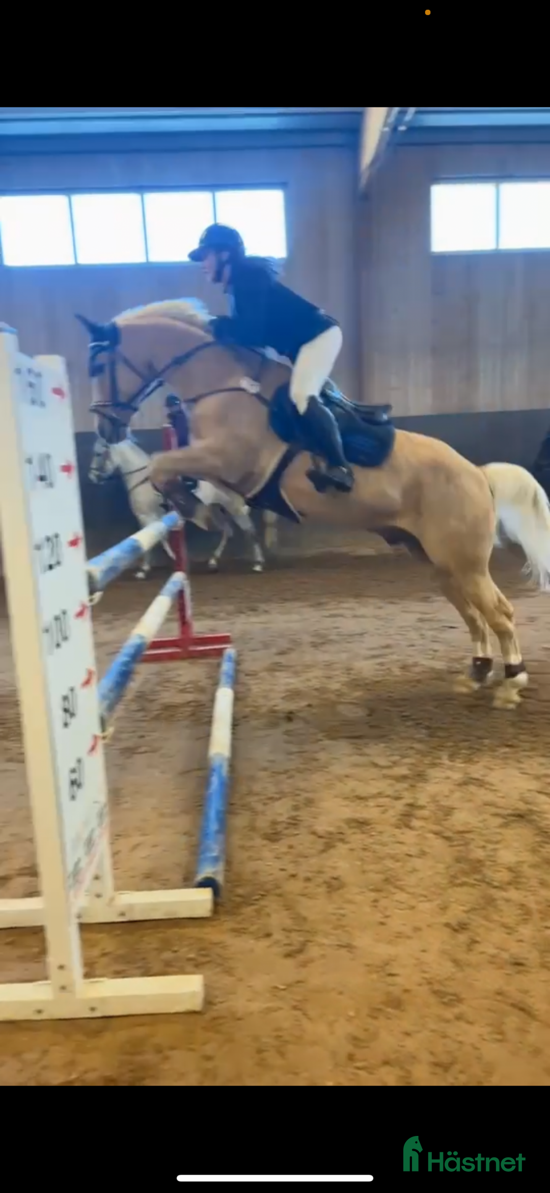 Allround hästar till salu: Cool Läromästare i Lidingö - Annons 3