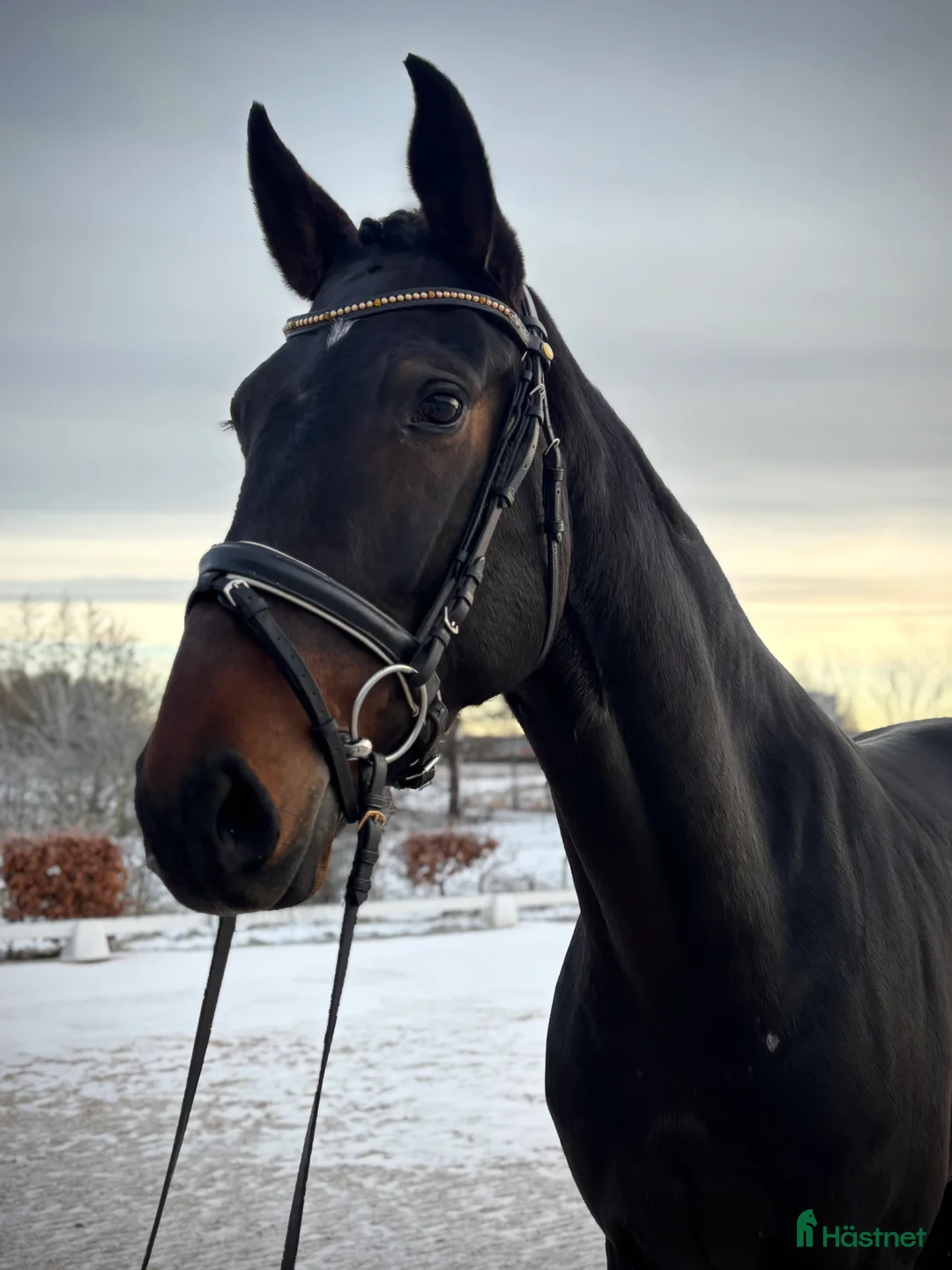 Dressyr hästar till salu: 5 årig dressyrballerina i Bjuv - Annons 2