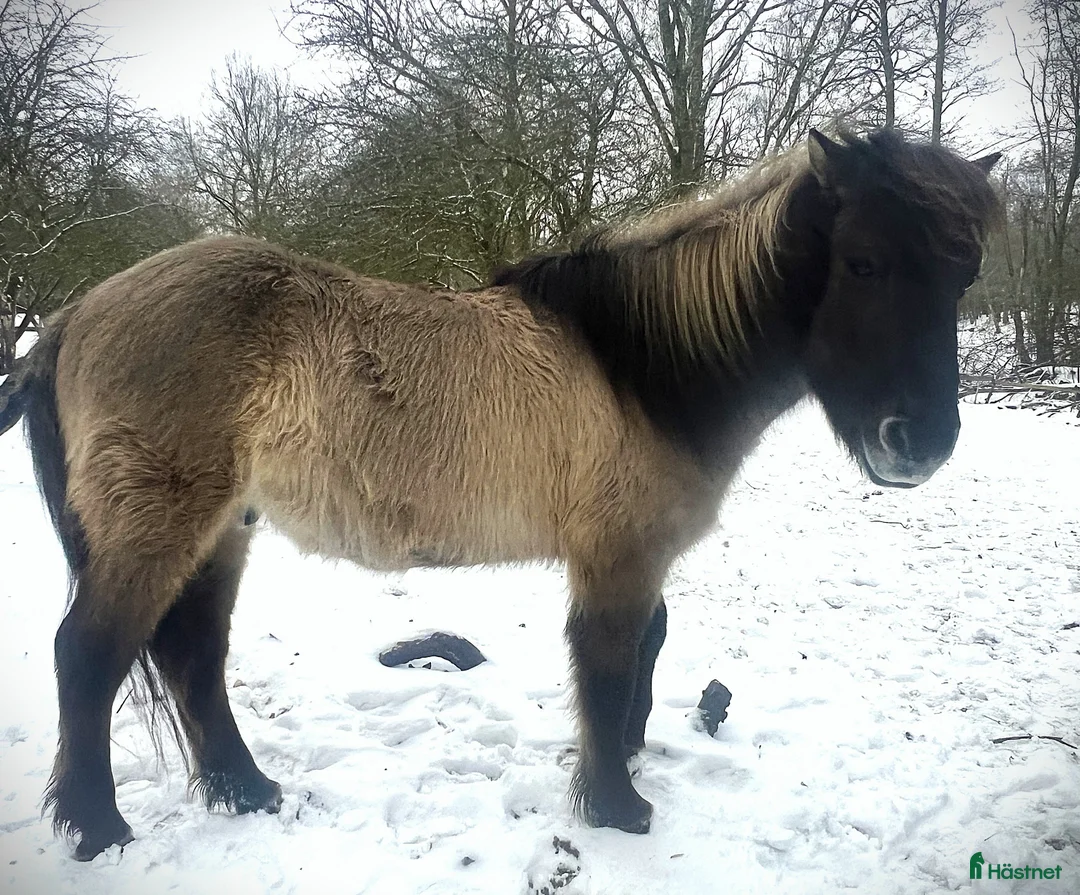 Island hästar till salu: Vackra Valacken Nimbus i Hörby - Annons 3