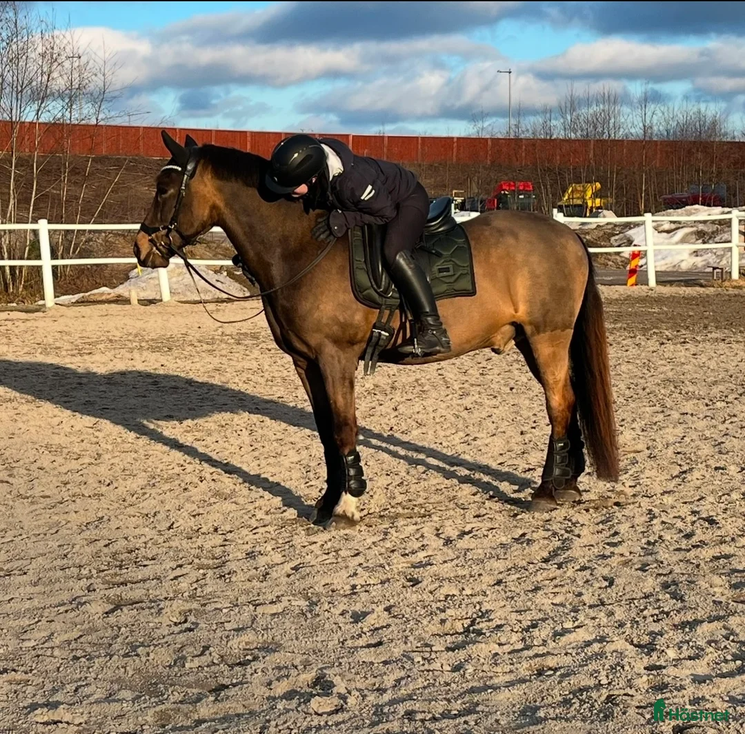 Dressyr hästar till salu: Guldkille till salu! i Kvissleby - Annons 12