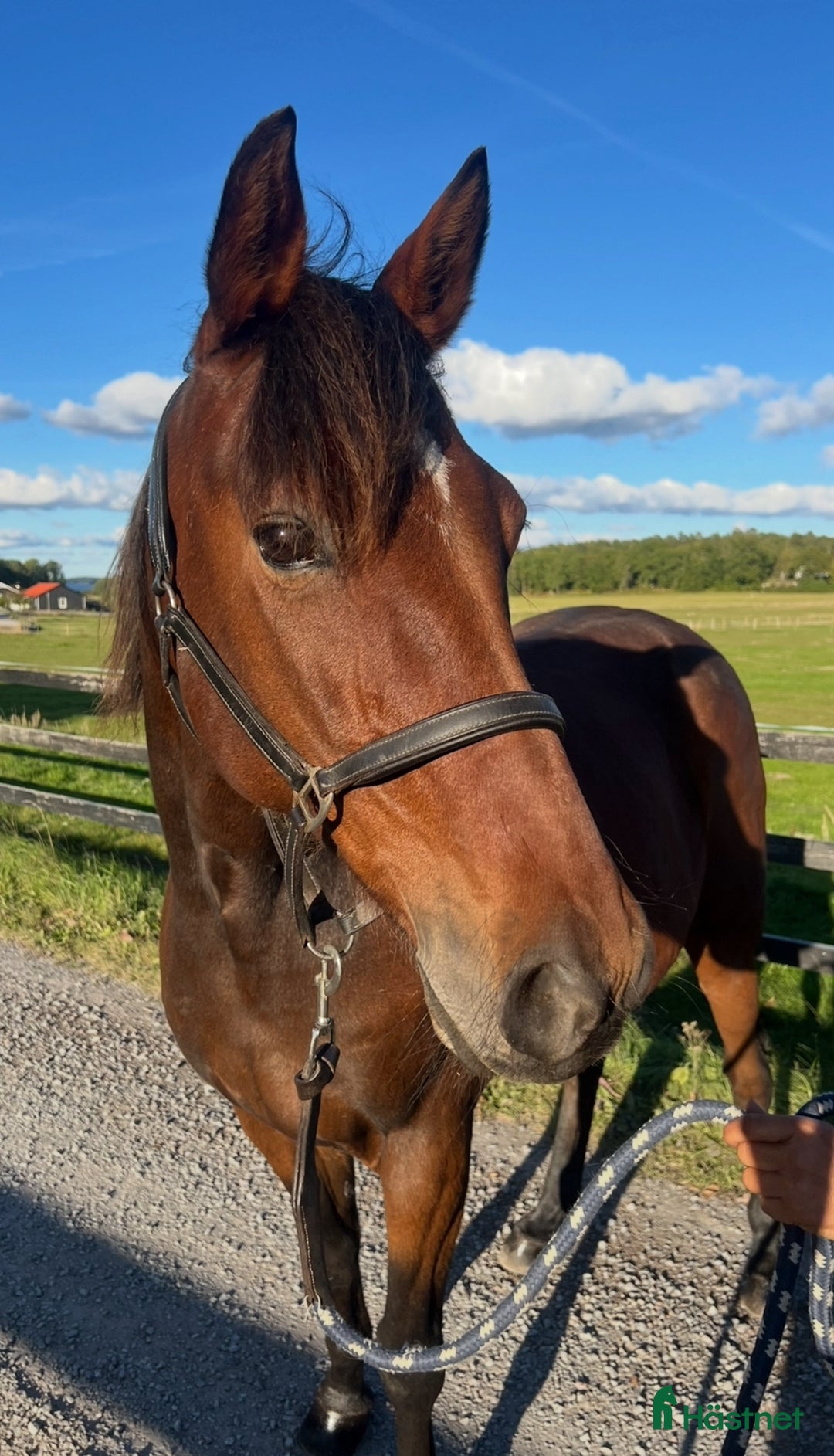 Allround hästar till salu: FANCY RIDE - snäll bästa vän med potential i Adelsö - Annons 4