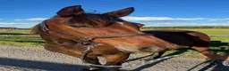 Allround hästar till salu: FANCY RIDE - snäll bästa vän med potential - Annons 4