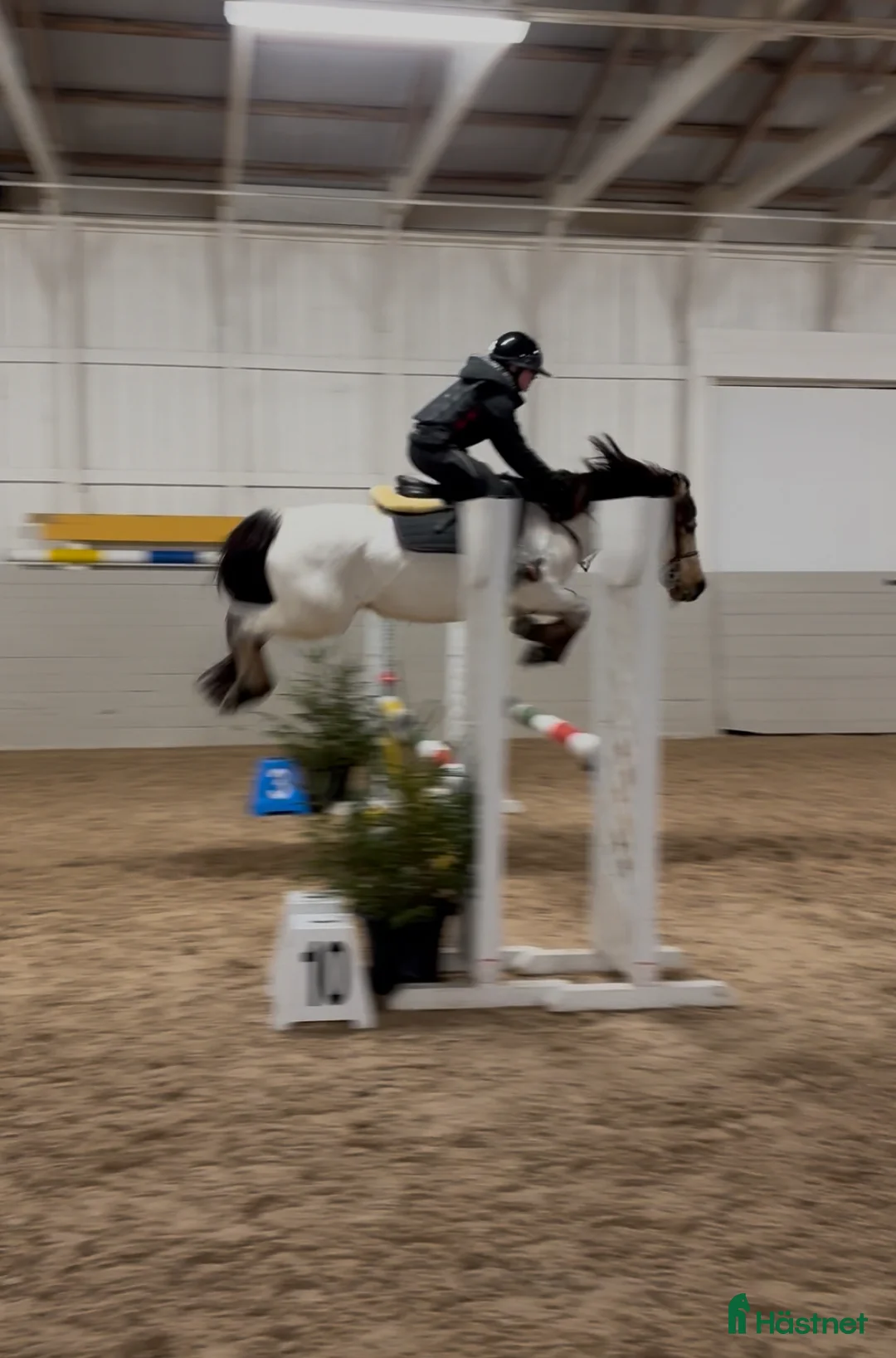 Allround hästar till salu: Häftig allroundponny - Annons 3