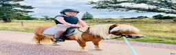 Allround hästar till salu: 🌸 4-årigt ponnysto – full av potential 🌸 - Annons 1