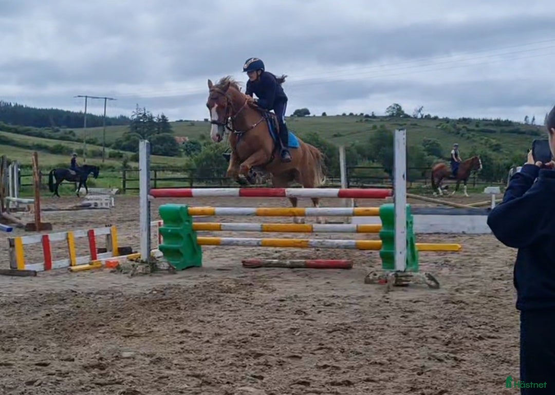 Dressyr hästar till salu: Super amazing pony i Göteborg - Annons 11