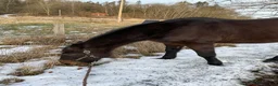  foderhäst finnes: Halfodervärd - Annons 1
