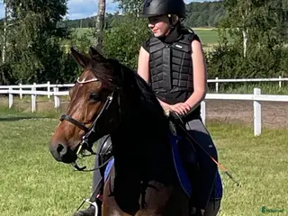 hästar Bästa c-ponnyn - Annons 10