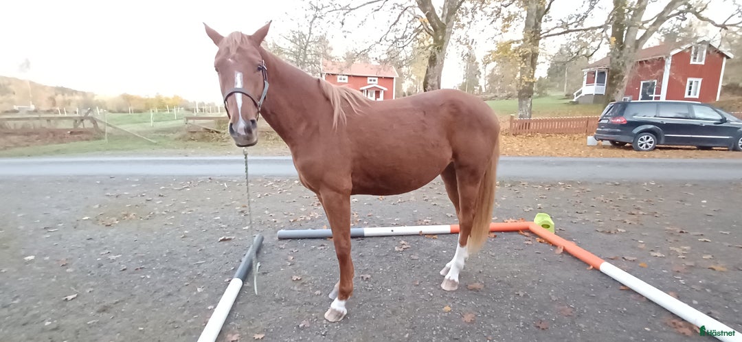 Allround hästar till salu: Unghäststo  i Rörvik - Annons 5